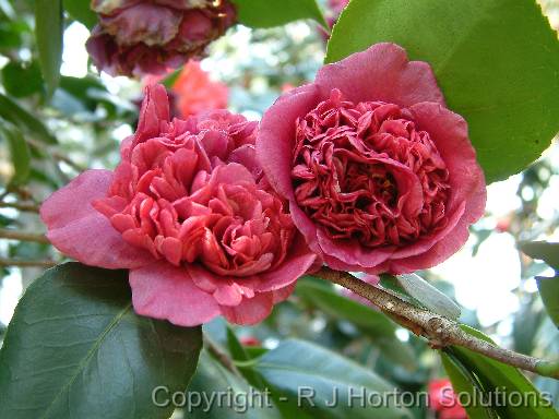 Camellia D. Herzilia 